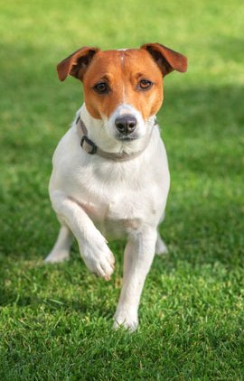 all of our synthetic lawns are pet and family safe 